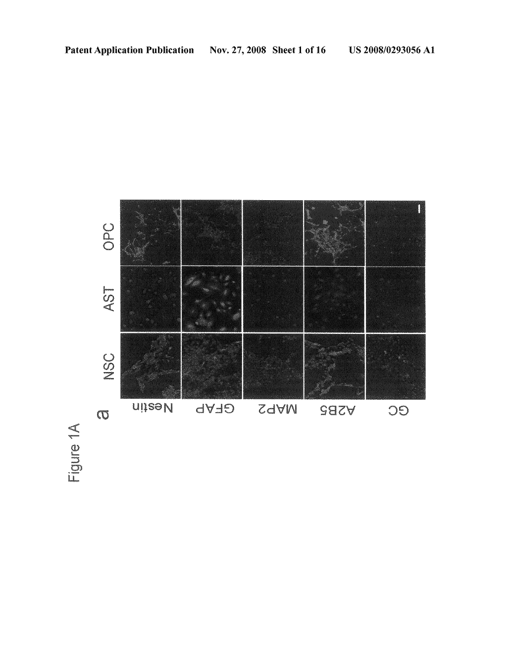 METHOD FOR PREPARING CANCER STEM CELLS - diagram, schematic, and image 02