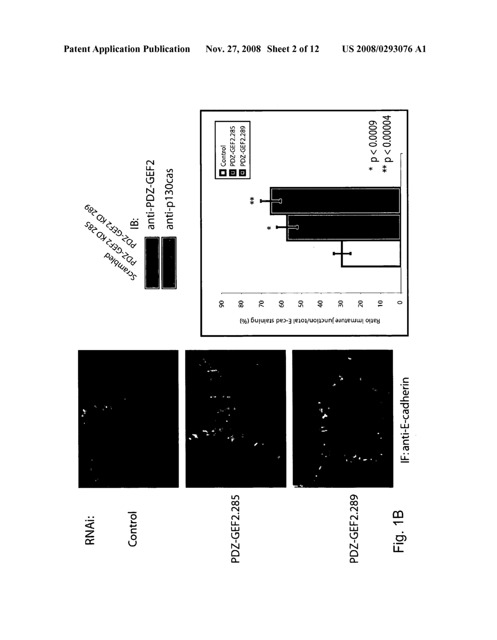 Method to improve barrier function of cell-cell junctions - diagram, schematic, and image 03