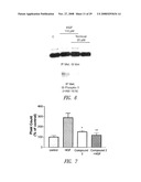 C-MET RECEPTOR REGULATION BY ANGIOTENSIN IV (AT4) RECEPTOR LIGANDS diagram and image