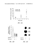 C-MET RECEPTOR REGULATION BY ANGIOTENSIN IV (AT4) RECEPTOR LIGANDS diagram and image