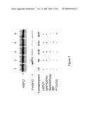 Polypeptide inhibitors of HSP27 kinase and uses therefor diagram and image