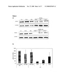 Novel tandem siRNAS diagram and image