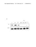 Novel tandem siRNAS diagram and image