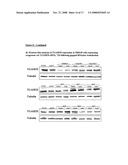 Novel tandem siRNAS diagram and image