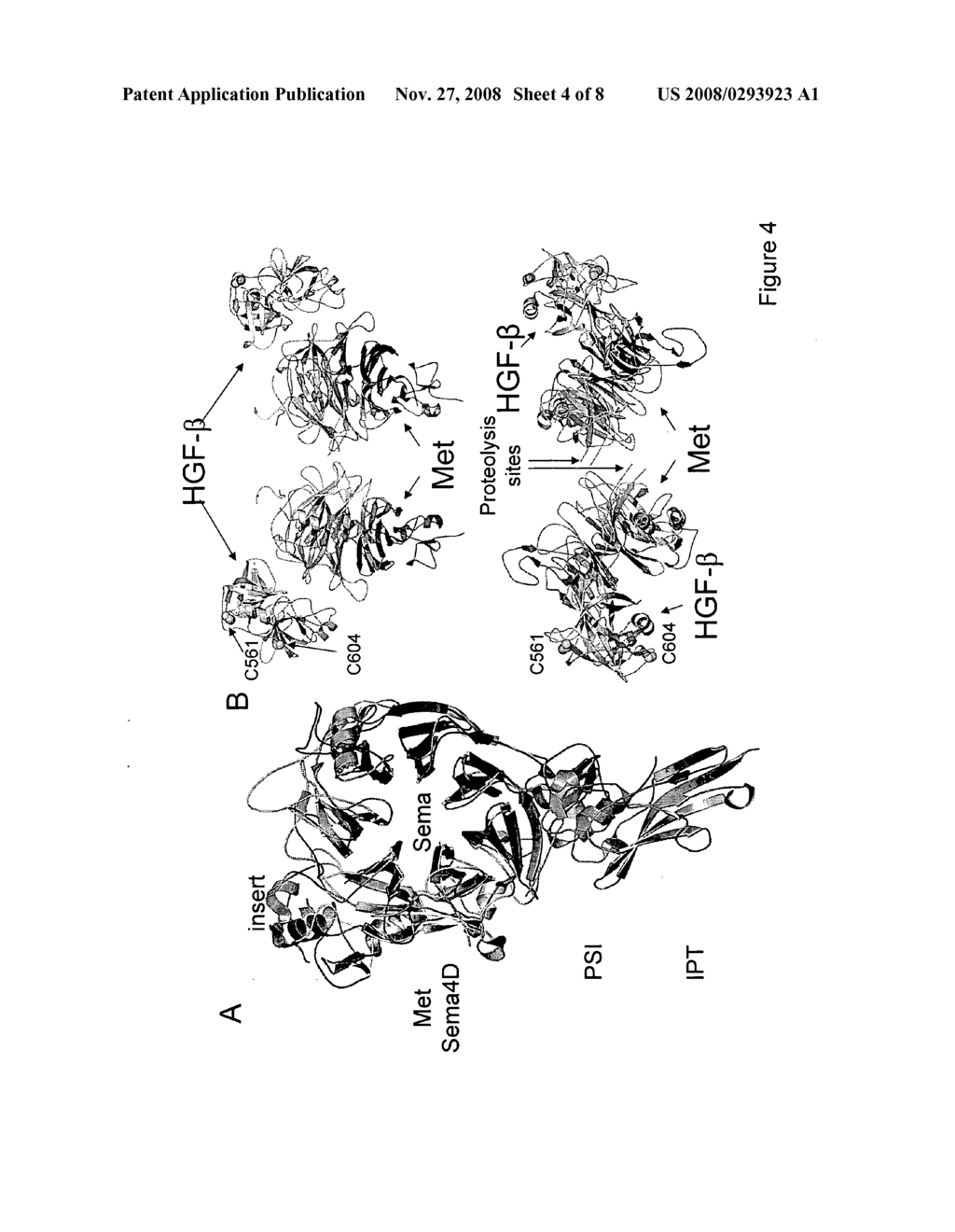 CRYSTAL STRUCTURE OF THE COMPLEX OF HEPATOCYTE GROWTH FACTOR BETA CHAIN WITH MET RECEPTOR AND METHODS OF USE - diagram, schematic, and image 05