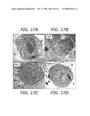 Accessing the Toxic Potential of Nanomaterials diagram and image