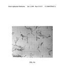 METHODS FOR CONTROLLING SURFACE FUNCTIONALITY OF METAL OXIDE NANOPARTICLES, METAL OXIDE NANOPARTICLES HAVING CONTROLLED FUNCTIONALITY, AND USES THEREOF diagram and image