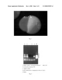 Strain composition of the lactobacillus genus and the application of strain composition of the lactobacillus genus diagram and image