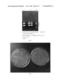 Strain composition of the lactobacillus genus and the application of strain composition of the lactobacillus genus diagram and image
