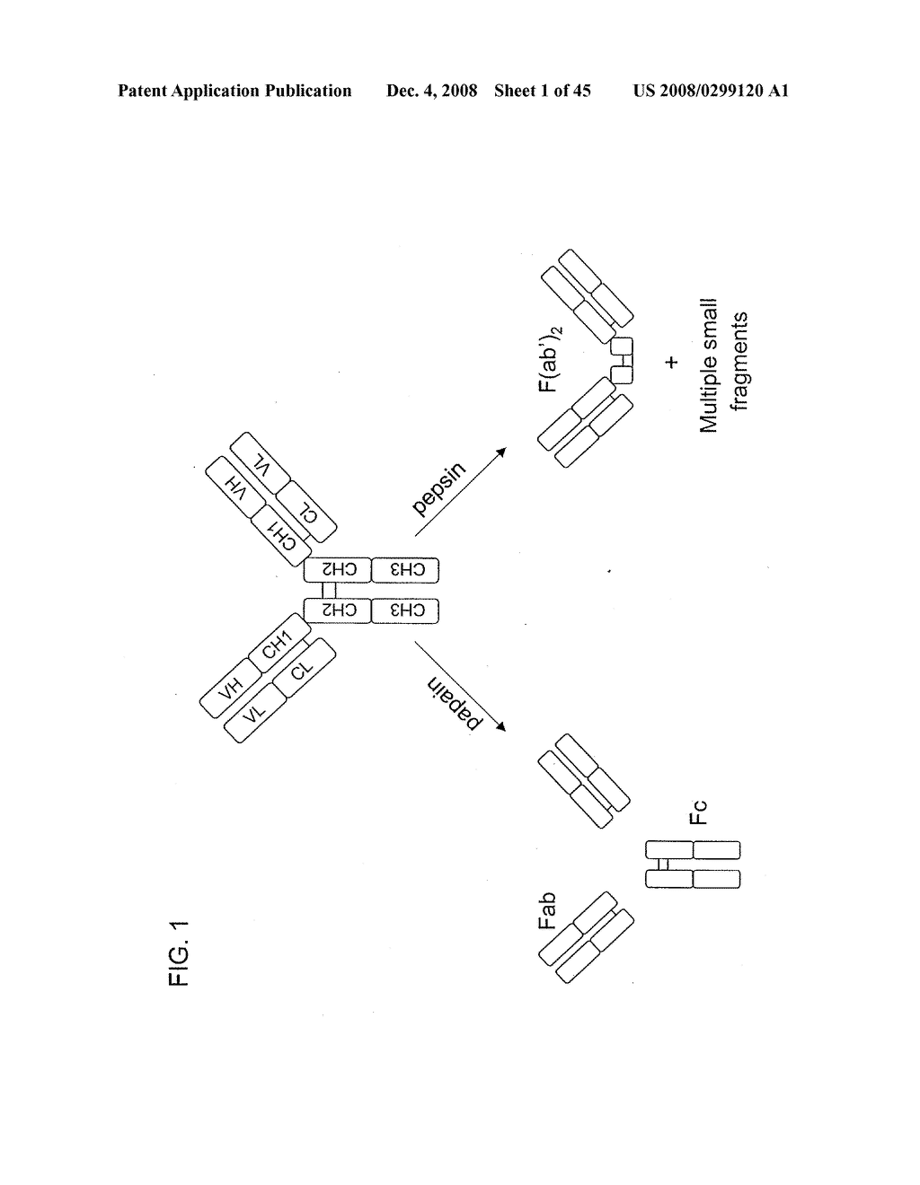 MULTIVALENT ANTIBODIES AND USES THEREFOR - diagram, schematic, and image 02