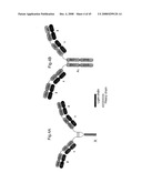 MULTIVALENT ANTIBODIES AND USES THEREFOR diagram and image