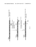 MULTIVALENT ANTIBODIES AND USES THEREFOR diagram and image