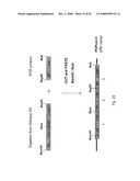 MULTIVALENT ANTIBODIES AND USES THEREFOR diagram and image