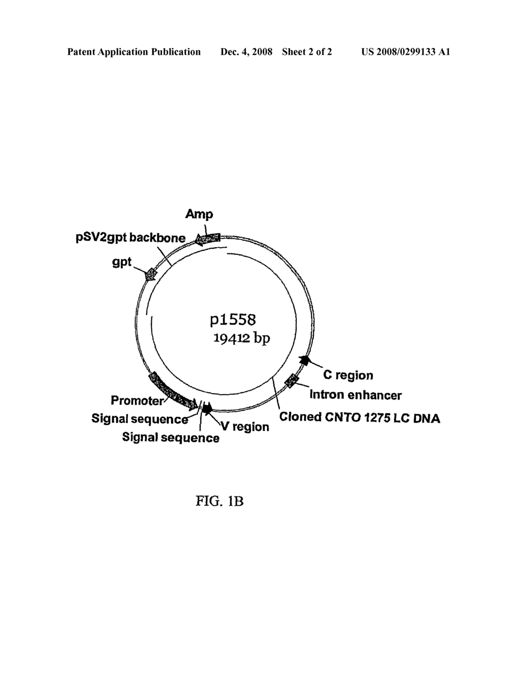 Anti-Il-12 Antibody Based Vectors, Host Cells, and Methods of Production and Uses - diagram, schematic, and image 03