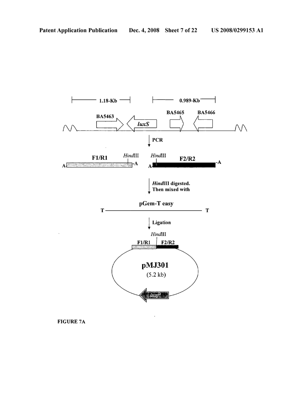 B. ANTHRACIS PREVENTION AND TREATMENT: MUTANT B. ANTHRACIS LACKING LUXS ACTIVITY AND FURANONE INHIBITION OF GROWTH, AI-2 QUORUM SENSING, AND TOXIN PRODUCTION - diagram, schematic, and image 08