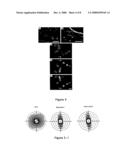 Topographical Templating of Polymeric Materials Using Cellular Morphology diagram and image