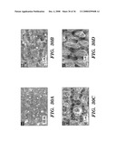 Femtosecond Laser Pulse Surface Structuring Methods and Materials Resulting Therefrom diagram and image