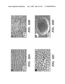 Femtosecond Laser Pulse Surface Structuring Methods and Materials Resulting Therefrom diagram and image