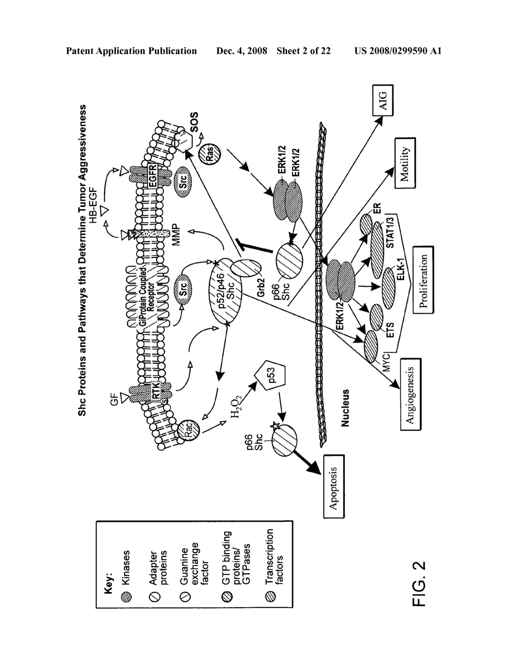 SHC protein-related methods and compositions - diagram, schematic, and image 03