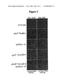 METHODS AND HOST CELLS FOR RECOMBINANT PROTEIN EXPRESSION diagram and image