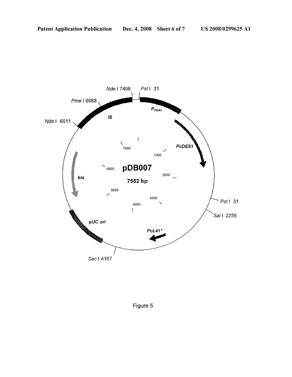 Microbial Strains Producing Sphingoid Bases or Derivatives Thereof - diagram, schematic, and image 07