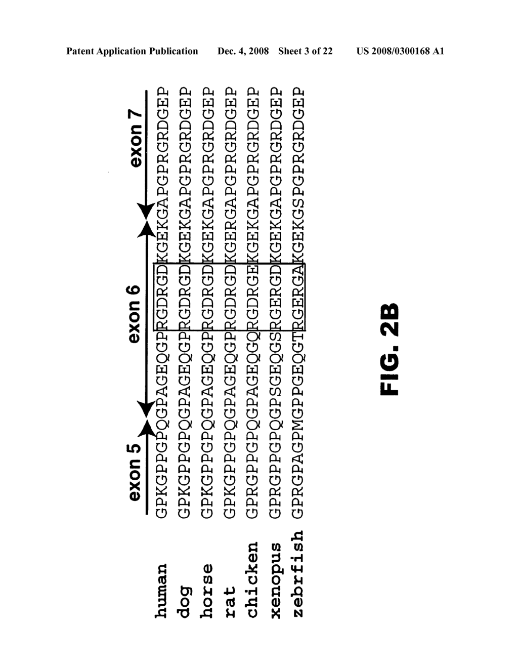 INHIBITION OF MIGRATION AND INDUCTION OF CELL DEATH BY THE TYPE II COLLAGEN AMINO PROPEPTIDES - diagram, schematic, and image 04