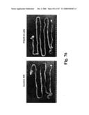 Gastrointestinal proliferative factor and uses thereof diagram and image