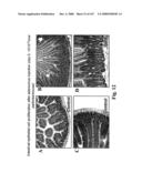 Gastrointestinal proliferative factor and uses thereof diagram and image