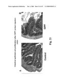 Gastrointestinal proliferative factor and uses thereof diagram and image