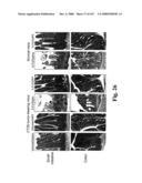 Gastrointestinal proliferative factor and uses thereof diagram and image