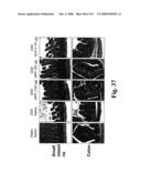 Gastrointestinal proliferative factor and uses thereof diagram and image