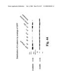 Gastrointestinal proliferative factor and uses thereof diagram and image