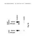 Gastrointestinal proliferative factor and uses thereof diagram and image