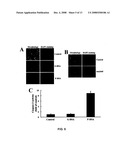 Process to produce fibrillar proteins and method of treatment using fibrillar proteins diagram and image