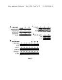 Process to produce fibrillar proteins and method of treatment using fibrillar proteins diagram and image