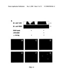 Process to produce fibrillar proteins and method of treatment using fibrillar proteins diagram and image