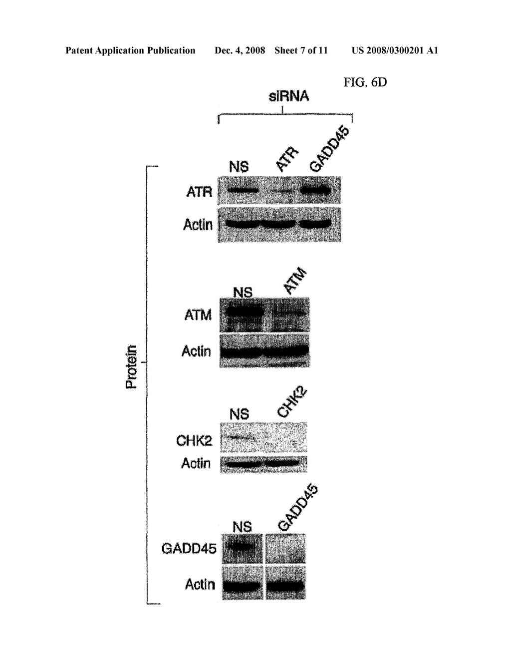 Cell Cycle Arrest and Apoptosis - diagram, schematic, and image 08