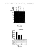 Alpha-Synuclein Antibodies and Methods Related Thereto diagram and image