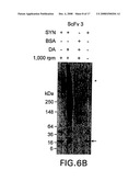 Alpha-Synuclein Antibodies and Methods Related Thereto diagram and image