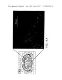 Alpha-Synuclein Antibodies and Methods Related Thereto diagram and image