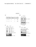 PROTEIN PRODUCTION diagram and image