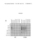 PROTEIN PRODUCTION diagram and image