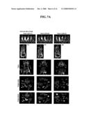 DEFECTIVE SINDBIS VIRAL VECTORS diagram and image