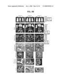 DEFECTIVE SINDBIS VIRAL VECTORS diagram and image