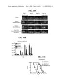 DEFECTIVE SINDBIS VIRAL VECTORS diagram and image