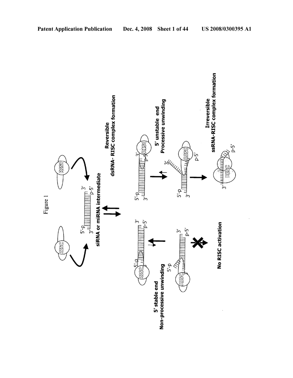 siRNA targeting vascular endothelial growth factor receptor 1 (VEGFR1) - diagram, schematic, and image 02