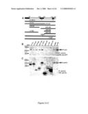 Parkin interacting polypeptides and methods of use diagram and image