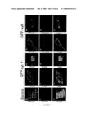 Parkin interacting polypeptides and methods of use diagram and image