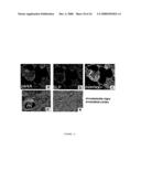 Parkin interacting polypeptides and methods of use diagram and image