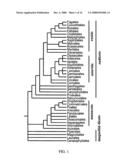 Conferring biotic and abiotic stress tolerance in plants diagram and image